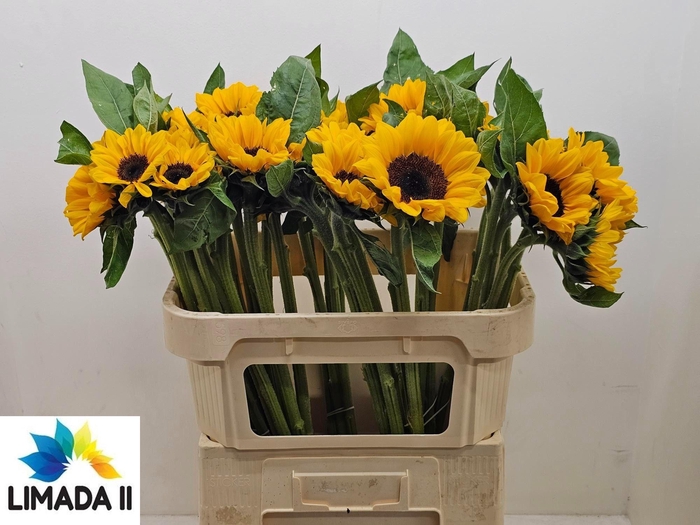 <h4>HELI AN SOLANO ORAN</h4>