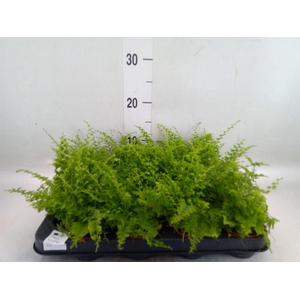 Nephrolepis exal. 'Green Fantasy'