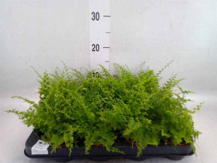 <h4>Nephrolepis exal. 'Green Fantasy'</h4>