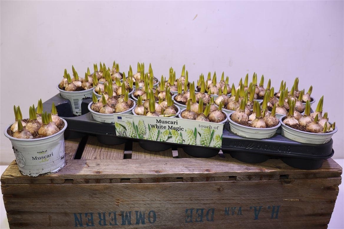 <h4>Muscar White Magic</h4>