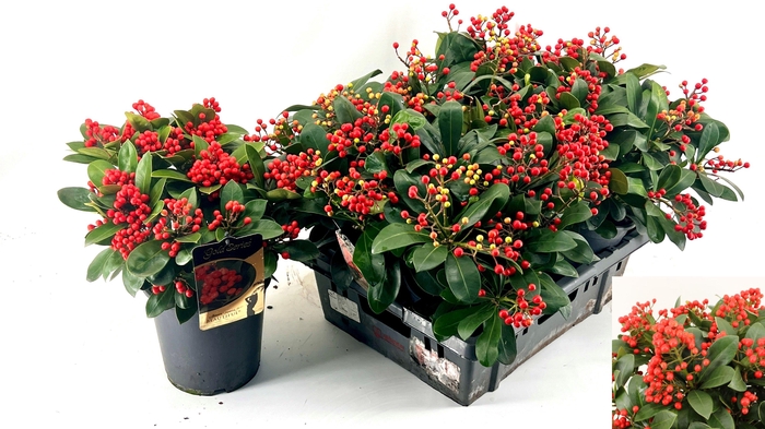 <h4>SKIM J BEAUTIFUL</h4>