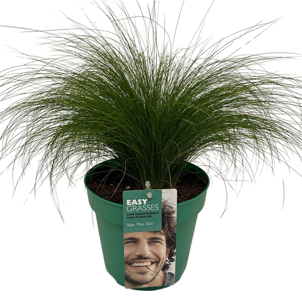 <h4>Stipa tenuifolia Pony Tails GROEN</h4>