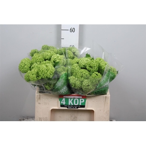 Viburnum Roseum St 4+