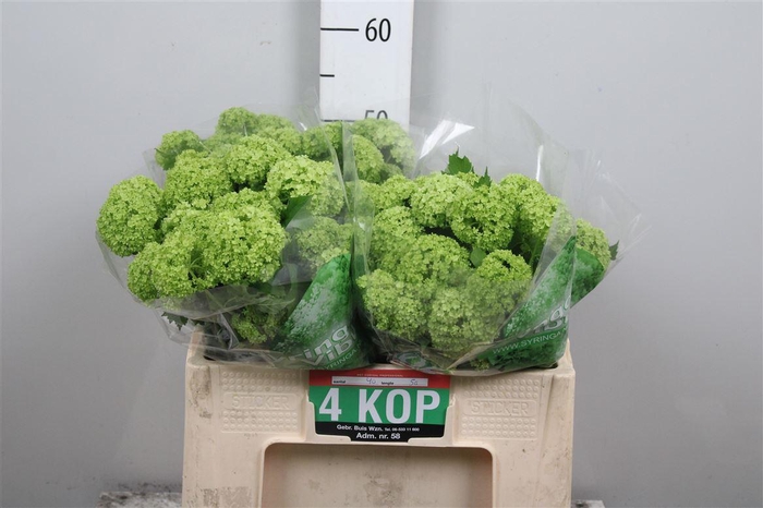 <h4>Viburnum Roseum St 4+</h4>
