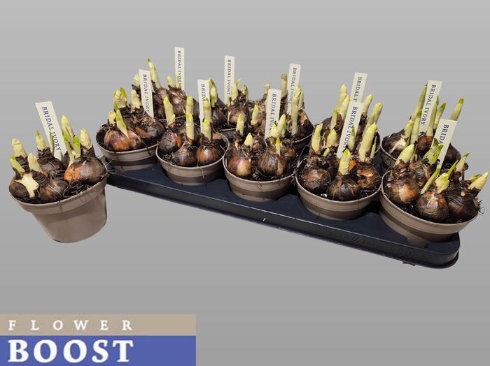 <h4>NARC D BRIDAL CROWN</h4>