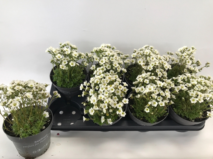 arr8 Saxif Ar Tour White