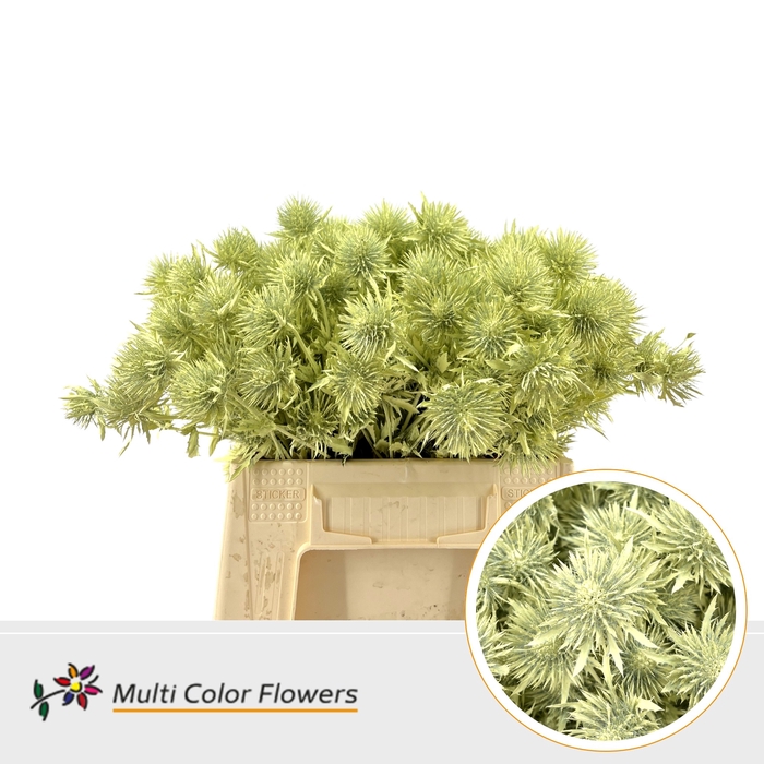 <h4>Eryngium Creme</h4>