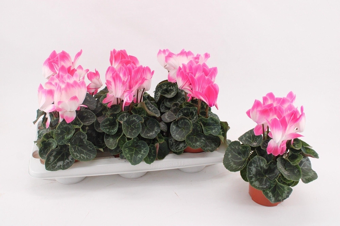 <h4>Cyclamen 'Fusion' Pink</h4>