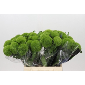Dianthus Br Kiwi Mellow