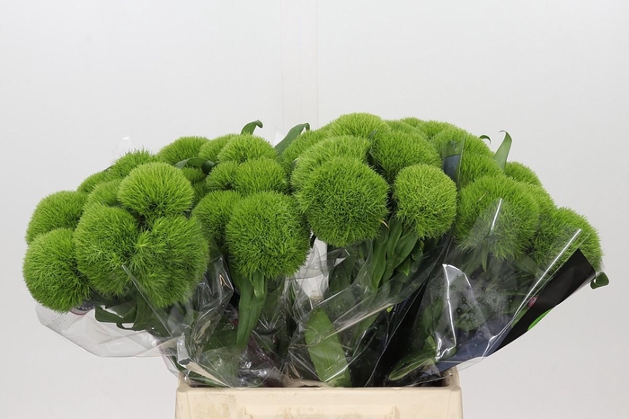 <h4>Dianthus Br Kiwi Mellow</h4>
