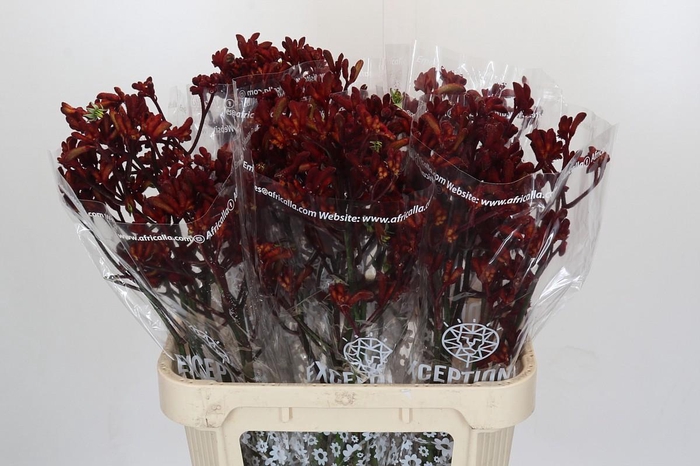 <h4>Anigozanthos Early Spring</h4>