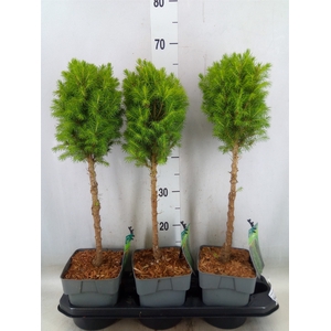 Picea glauca 'Perfecta'