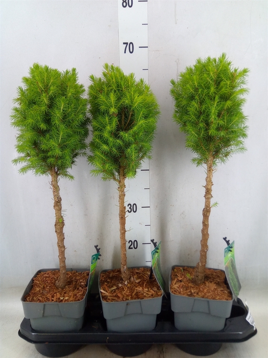 <h4>Picea glauca 'Perfecta'</h4>