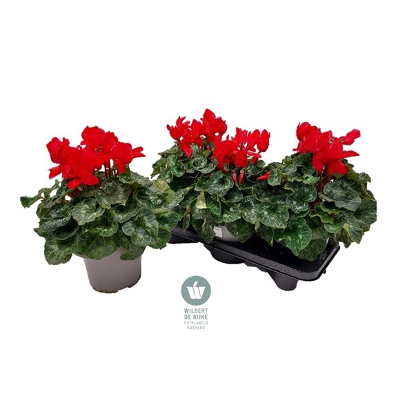 Cyclamen Mammoth Red