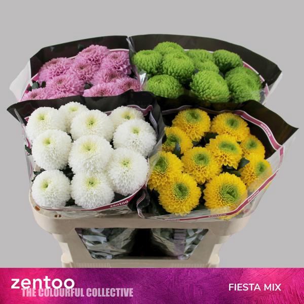 <h4>Chr G Mix Fiesta Zentoo</h4>