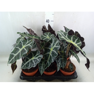 Alocasia amazonica 'Polly'