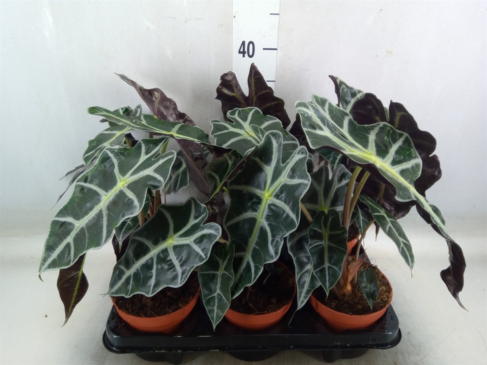 <h4>Alocasia amazonica 'Polly'</h4>