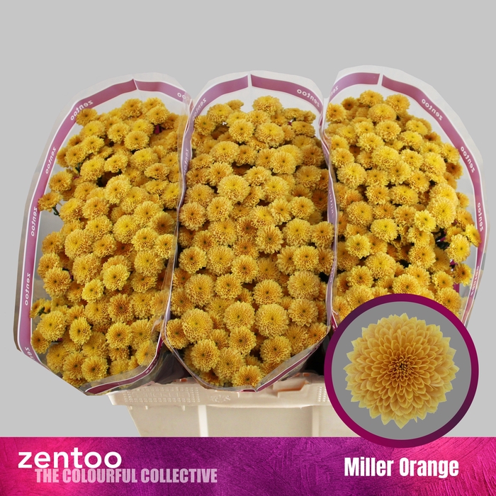 <h4>Chr San Miller Orange Zentoo</h4>