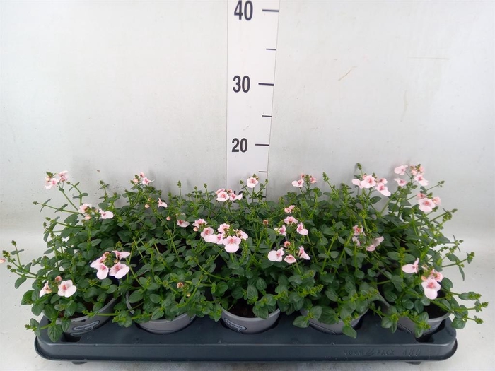 <h4>Diascia  'Piccadilly Appleblossom'</h4>