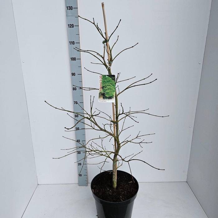 <h4>Acer palmatum Dissectum</h4>