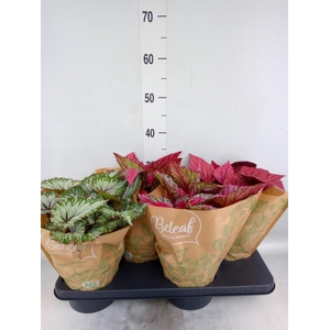 Begonia BD 'Beleaf'   ...mix