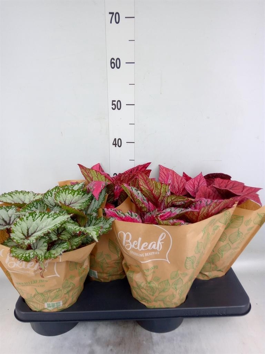 <h4>Begonia BD 'Beleaf'   ...mix</h4>