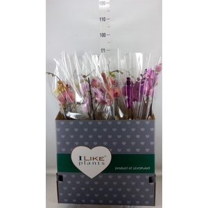 Phalaenopsis   ...mix