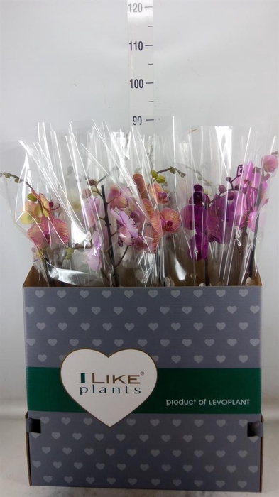 <h4>Phalaenopsis   ...mix</h4>