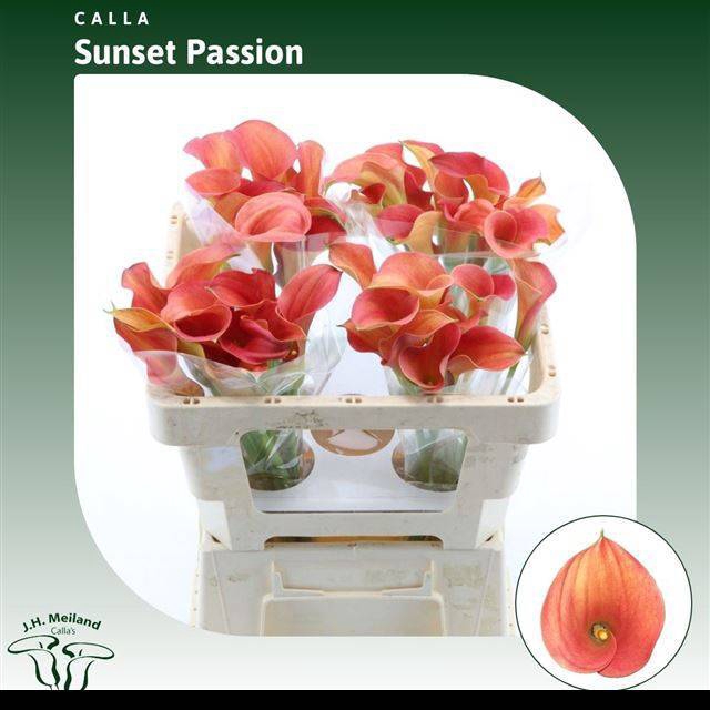 <h4>ZANT SUNSET PASSION</h4>