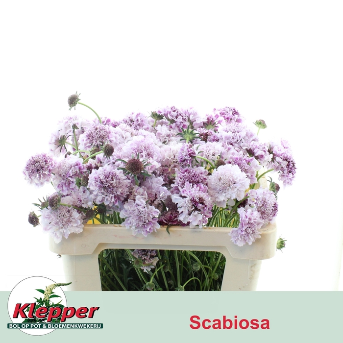 <h4>SCAB AT F SCOOP PU L</h4>