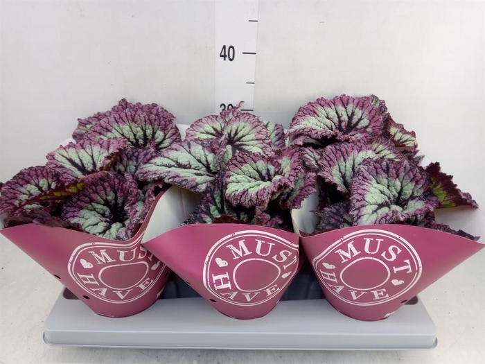 <h4>Begonia BD   ...</h4>