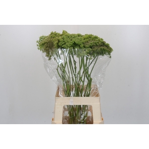 Ammi Visnaga Green Mist