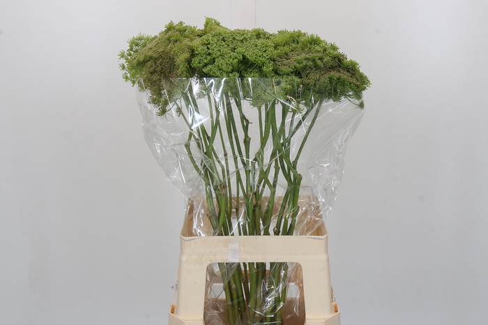 <h4>Ammi Visnaga Green Mist</h4>