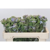 Oxypetalum Tweedia Blue