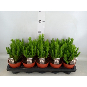 Opuntia