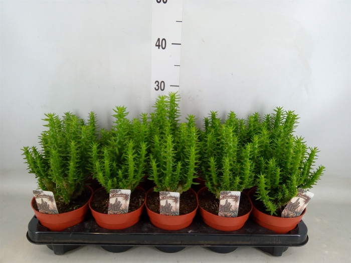 <h4>Opuntia</h4>