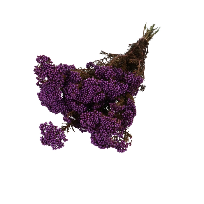 <h4>Rice flowers 60cm</h4>