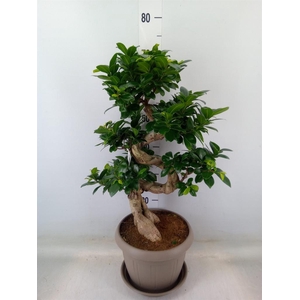 Ficus microcarpa 'Ginseng'
