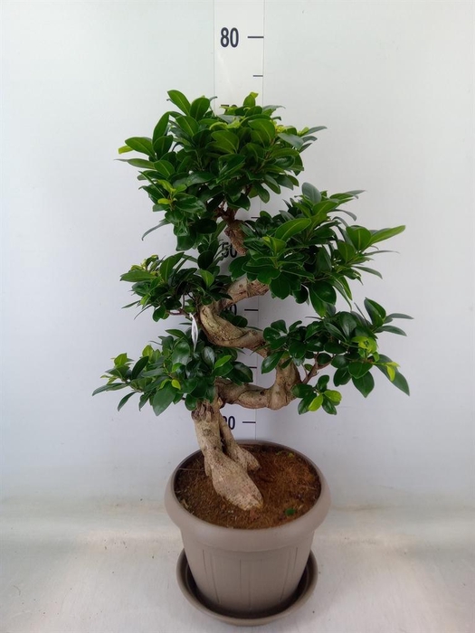 <h4>Ficus microcarpa 'Ginseng'</h4>