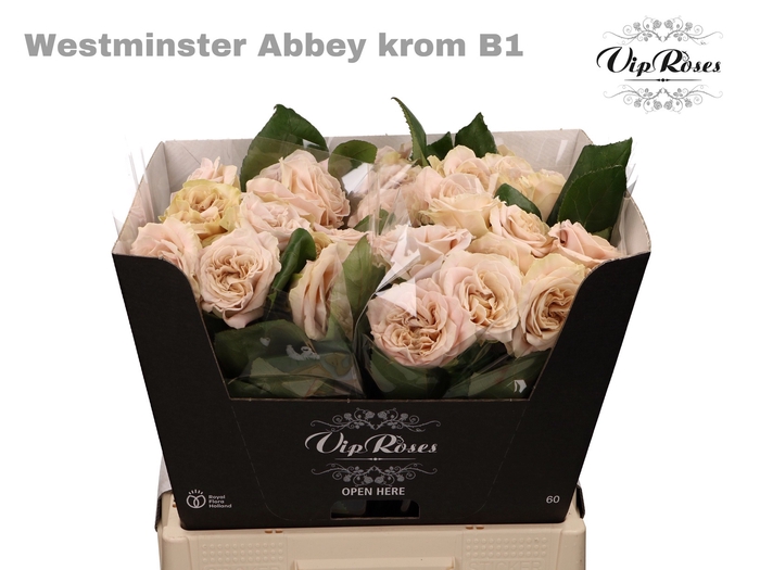 <h4>R GR WMINSTER ABBEY! KROM B1</h4>