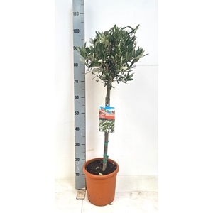 OLEA EUROPAEA