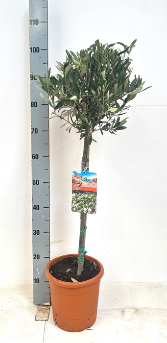 <h4>OLEA EUROPAEA</h4>