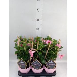 Mandevilla am. 'Sundav Flaming Pk'