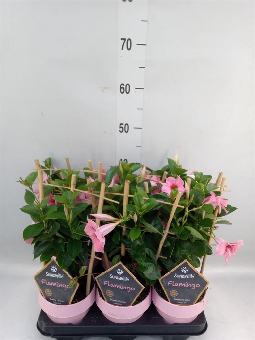 Mandevilla am. 'Sundav Flaming Pk'
