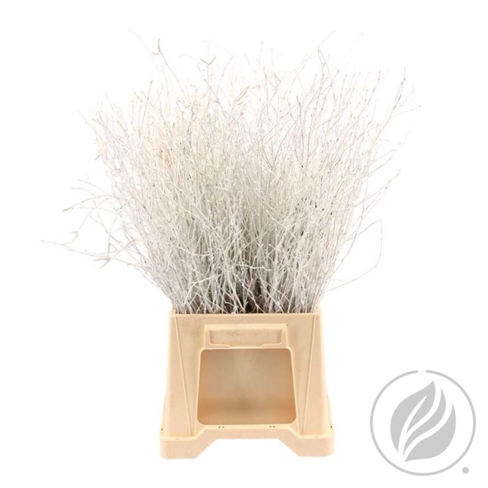 <h4>Birch 70cm White</h4>