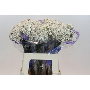 OZOTH COOKS SNOW WHI