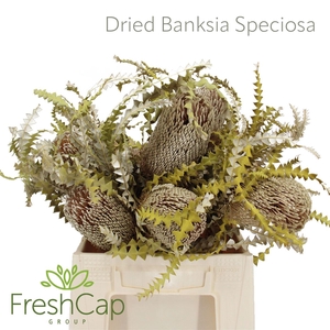 Banksia Speciosa Dried