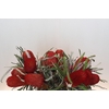 Banksia Speciosa Red