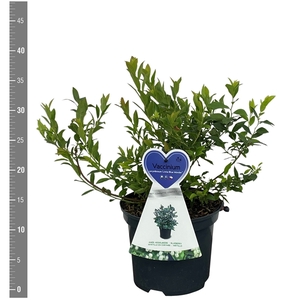 Vaccinium c. 'Little Blue Wonder' 3 liter