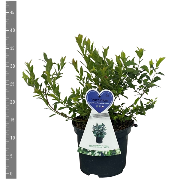 <h4>Vaccinium c. 'Little Blue Wonder' 3 liter</h4>